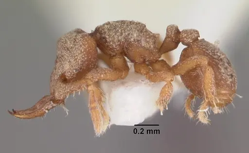 Protalaridris armata - CASENT0102366