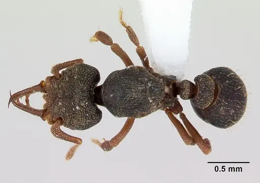 Protalaridris armata - CASENT0423546