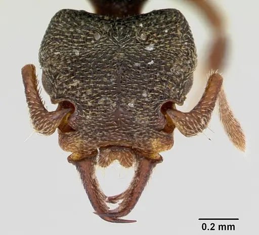 Protalaridris armata - CASENT0423546