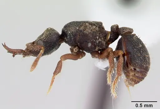 Protalaridris armata - CASENT0423546