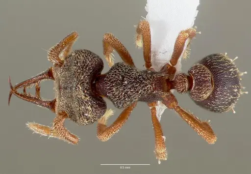 Protalaridris armata - CASENT0423567