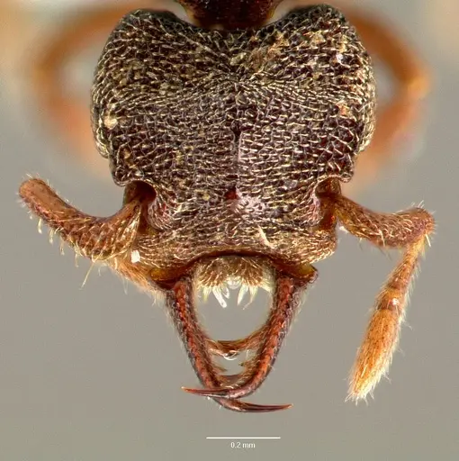 Protalaridris armata - CASENT0423567