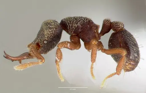 Protalaridris armata - CASENT0423567