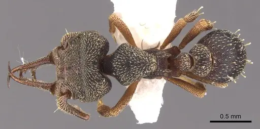 Protalaridris armata - CASENT0900943