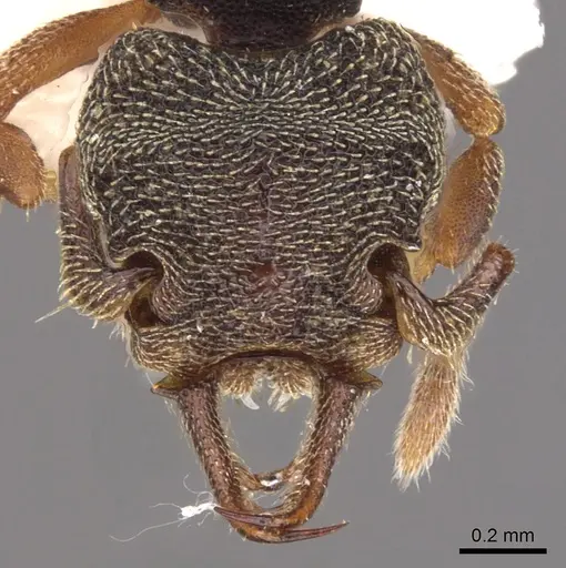 Protalaridris armata - CASENT0900943