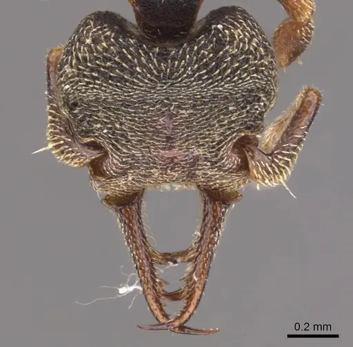 Protalaridris armata - CASENT0900943