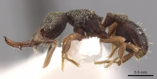 Protalaridris armata - CASENT0900943