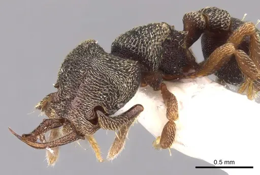 Protalaridris armata - CASENT0900943