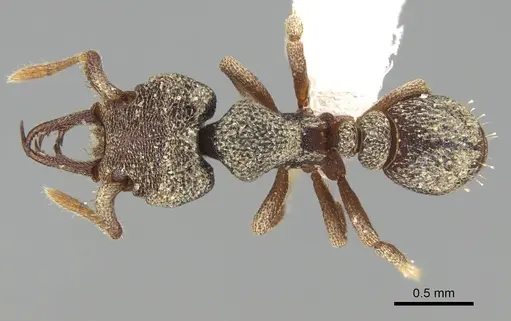 Protalaridris armata - CASENT0914919