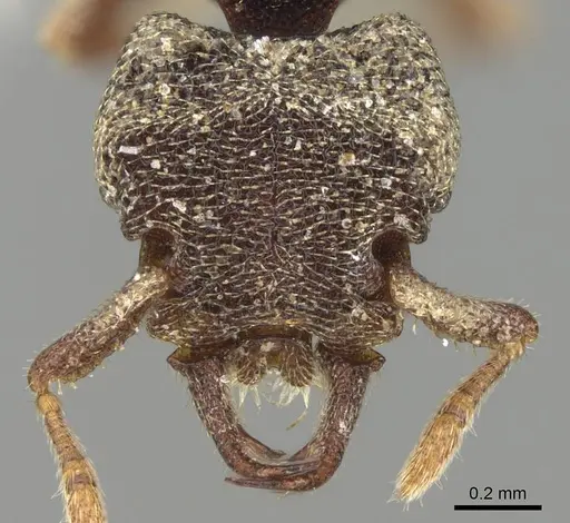 Protalaridris armata - CASENT0914919