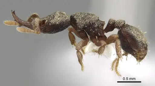 Protalaridris armata - CASENT0914919