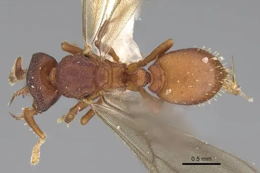 Protalaridris bordoni specimen