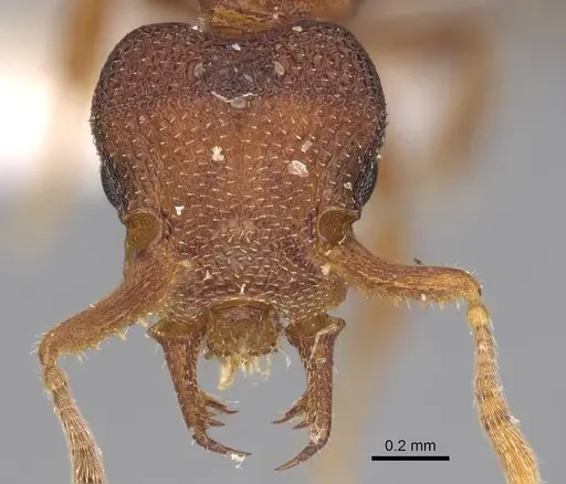 Protalaridris bordoni specimen