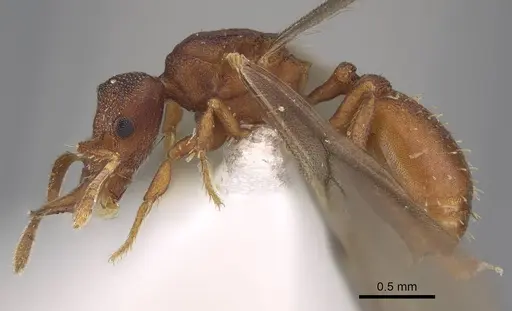 Protalaridris bordoni specimen