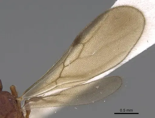 Protalaridris bordoni - CASENT0248768