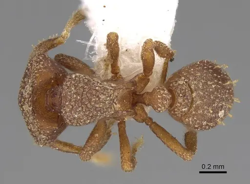 Protalaridris bordoni - CASENT0248771