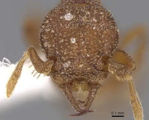 Protalaridris bordoni - CASENT0248771