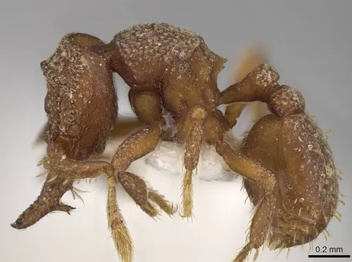 Protalaridris bordoni - CASENT0248771