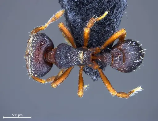 Protalaridris leponcei specimen