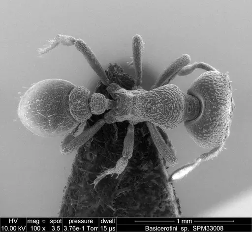 Protalaridris leponcei specimen