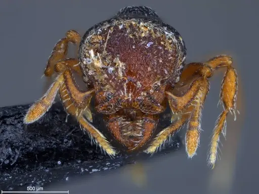 Protalaridris leponcei specimen