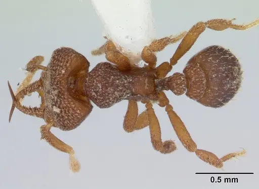 Protalaridris punctata specimen