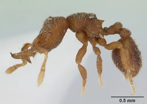 Protalaridris punctata specimen