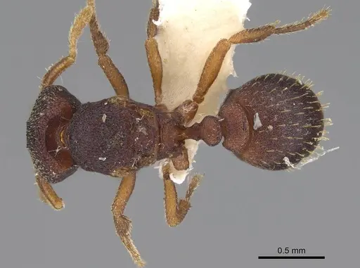 Protalaridris punctata - CASENT0248769