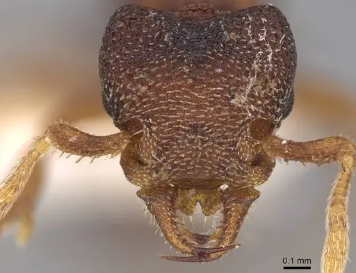 Protalaridris punctata - CASENT0248769