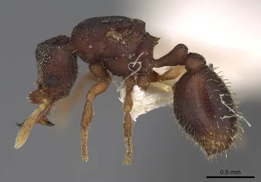 Protalaridris punctata - CASENT0248769