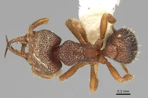 Protalaridris punctata - CASENT0922946