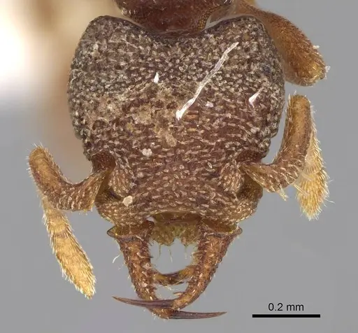 Protalaridris punctata - CASENT0922946