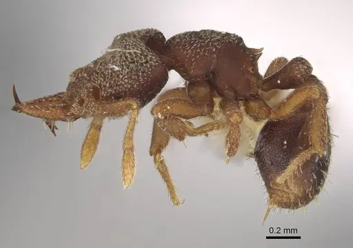 Protalaridris punctata - CASENT0922946