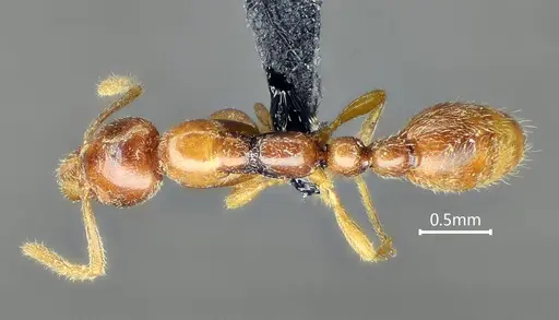 Protanilla beijingensis specimen