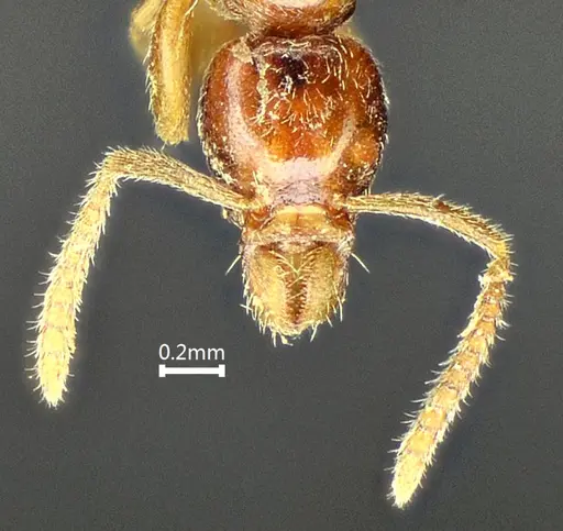 Protanilla beijingensis specimen