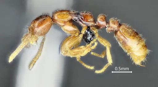 Protanilla beijingensis specimen