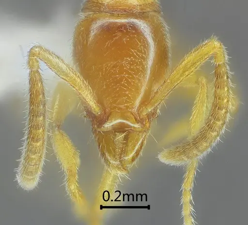 Protanilla bicolor specimen