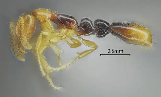 Protanilla bicolor specimen