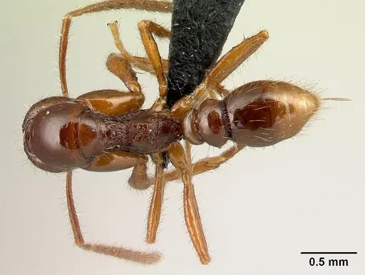 Protanilla boltoni specimen