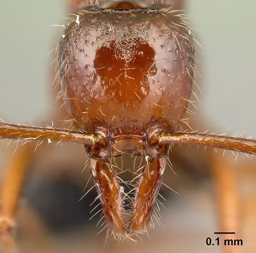 Protanilla boltoni specimen