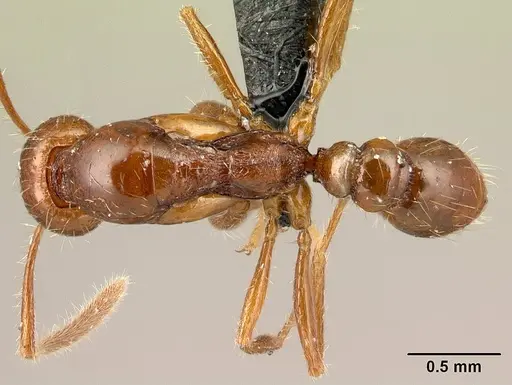 Protanilla boltoni - CASENT0217035