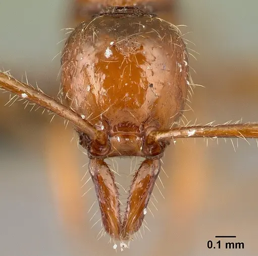 Protanilla boltoni - CASENT0217035