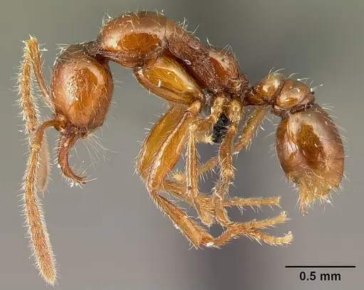 Protanilla boltoni - CASENT0217035