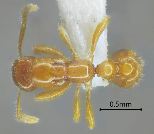 Protanilla concolor specimen