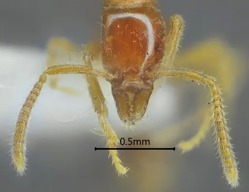 Protanilla concolor specimen