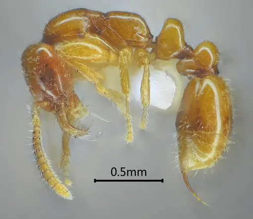 Protanilla concolor specimen