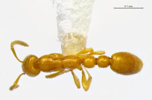 Protanilla flamma specimen