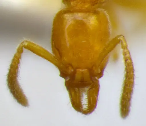 Protanilla flamma specimen