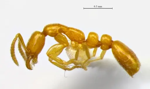 Protanilla flamma specimen