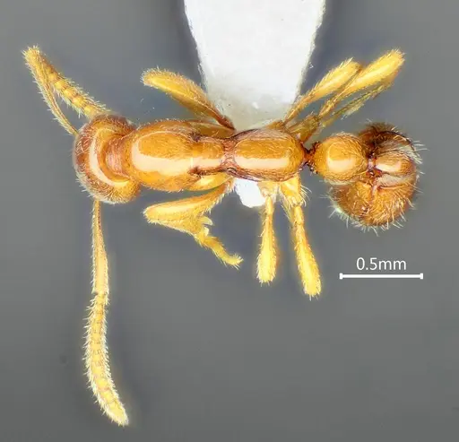 Protanilla furcomandibula specimen